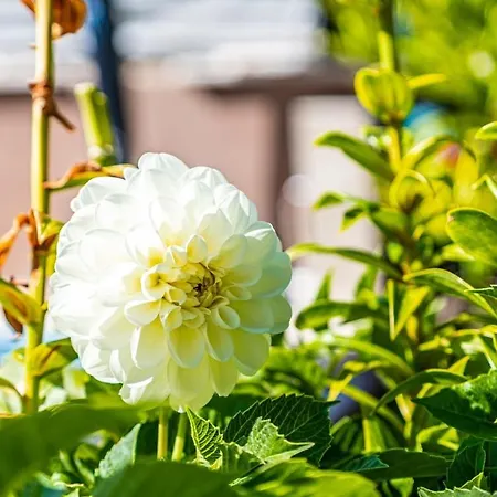 2 With Pool Appartamento Pola