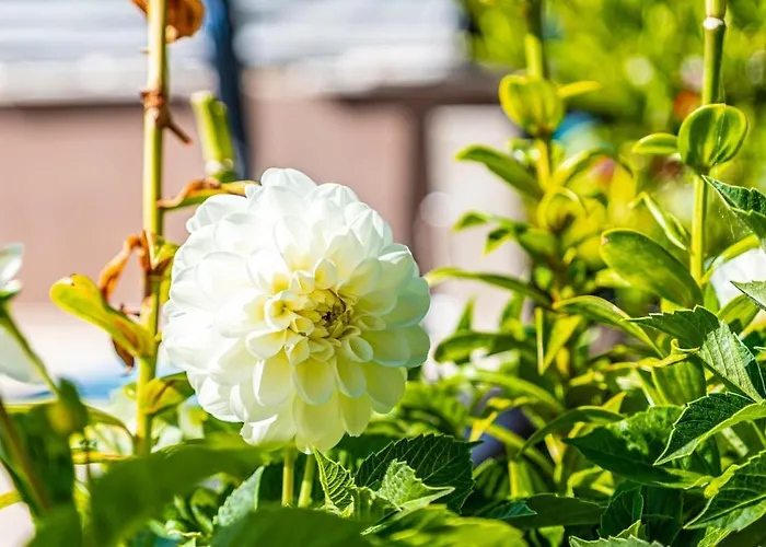 2 With Pool Apartment Pula